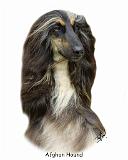 Afghan Hound 9J31D-06_2